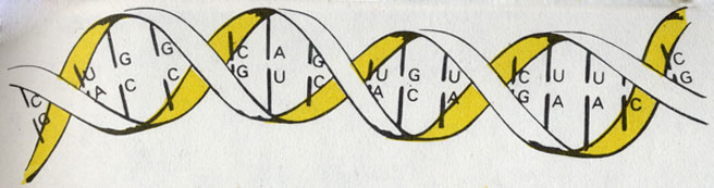 Строение гена. Спирали связаны между собой через определенные 'строительные детали'
