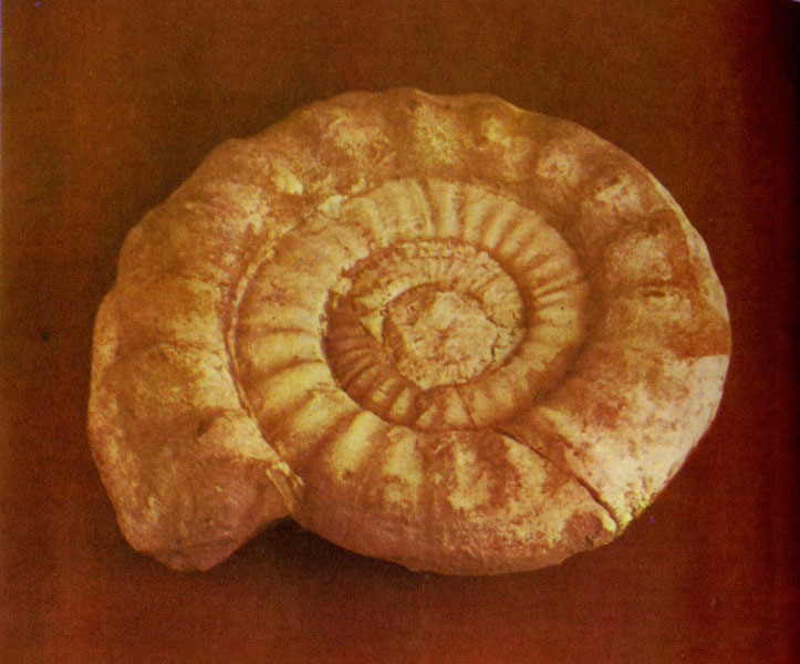 Аммонит, окаменелость, возраст которой 180 млн. лет, - пример логарифмической спирали